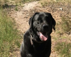 Enzo