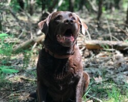 Mo