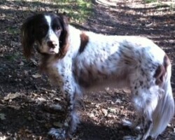 Chien