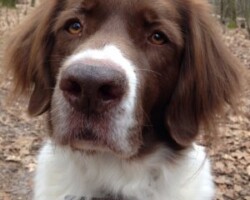 Dorus